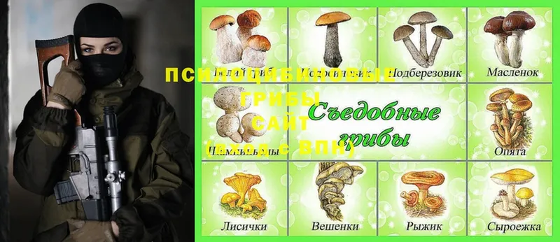 Псилоцибиновые грибы Psilocybe  ОМГ ОМГ как зайти  Лесной 